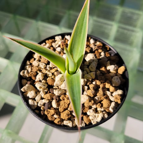 AGAVE BLUE FLAME VARIEGATA