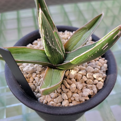 AGAVE PINTILLA