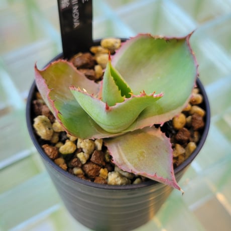 AGAVE CELSII NOVA 白覆輪