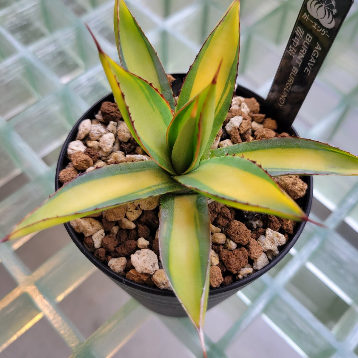 AGAVE BURNT BURGUNDY MEDIOPICTA | カトーエンゲー東京