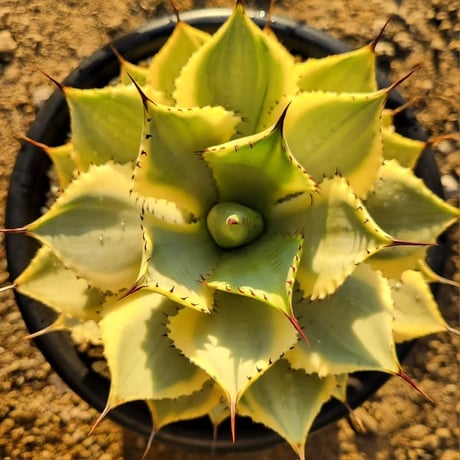 AGAVE POTATORUM 風月