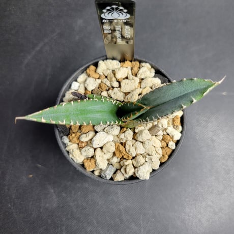 AGAVE TITANOTA 波濤