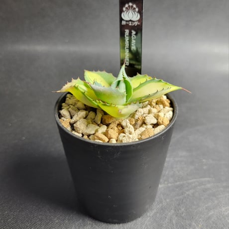 AGAVE RUMRUNNER