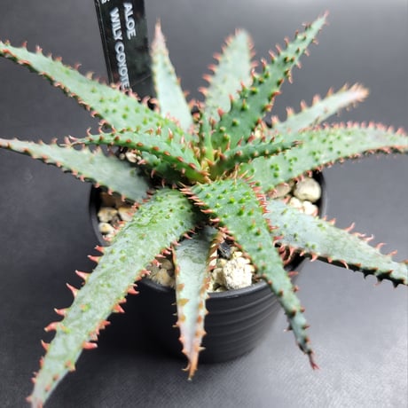 ALOE WILY COYOTE