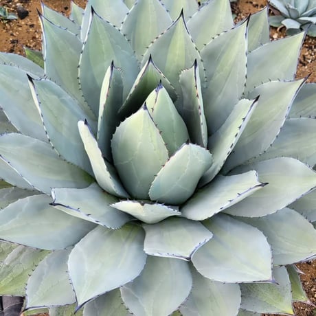 AGAVE PARRYI HUACHUCENSIS EXCELSIOR