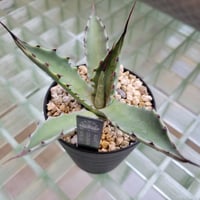 AGAVE COLORATA HYB.LEO