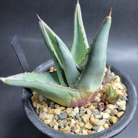 AGAVE PUMILA