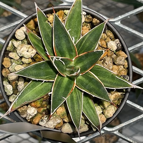 AGAVE SCHIDIGERA SUN DANCE