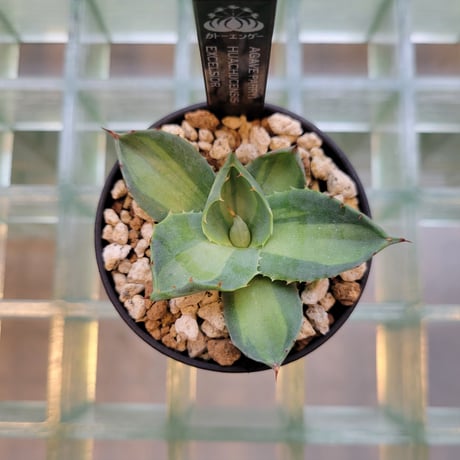 AGAVE PARRYI HUACHUCENSIS EXCELSIOR