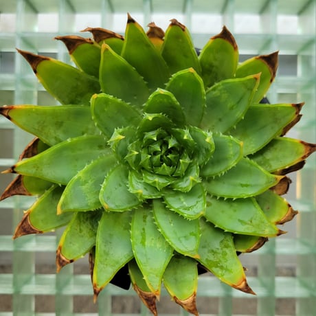 ALOE POLYPHYLLA