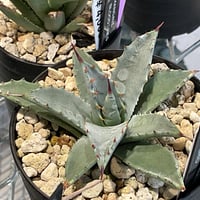 MANGAVE NEVADENSIS × SILVER FOX