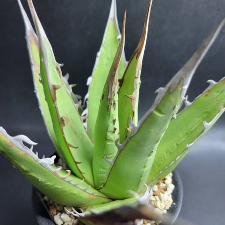 AGAVE PURPUSORUM STUDS TYPE