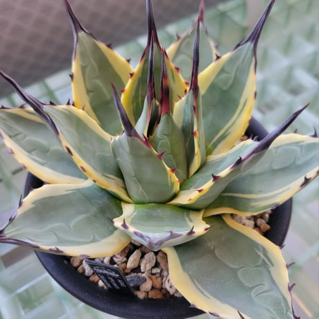 AGAVE APPLANATA CREAM SPIKE