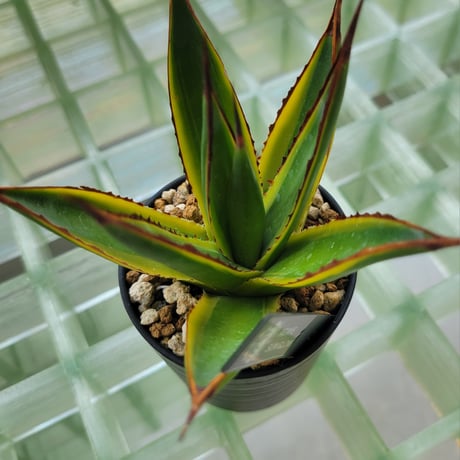 AGAVE SUN GLOW