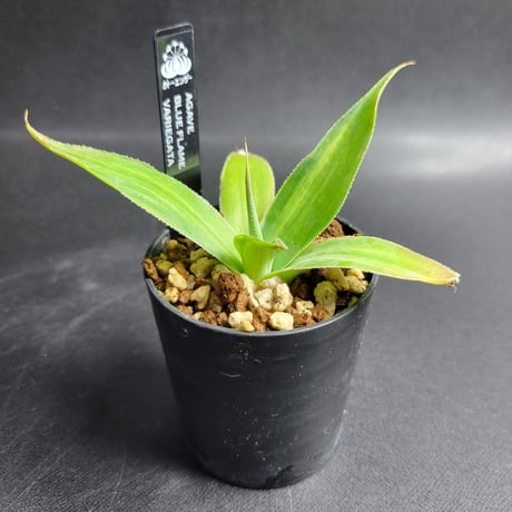 AGAVE BLUE FLAME VARIEGATA