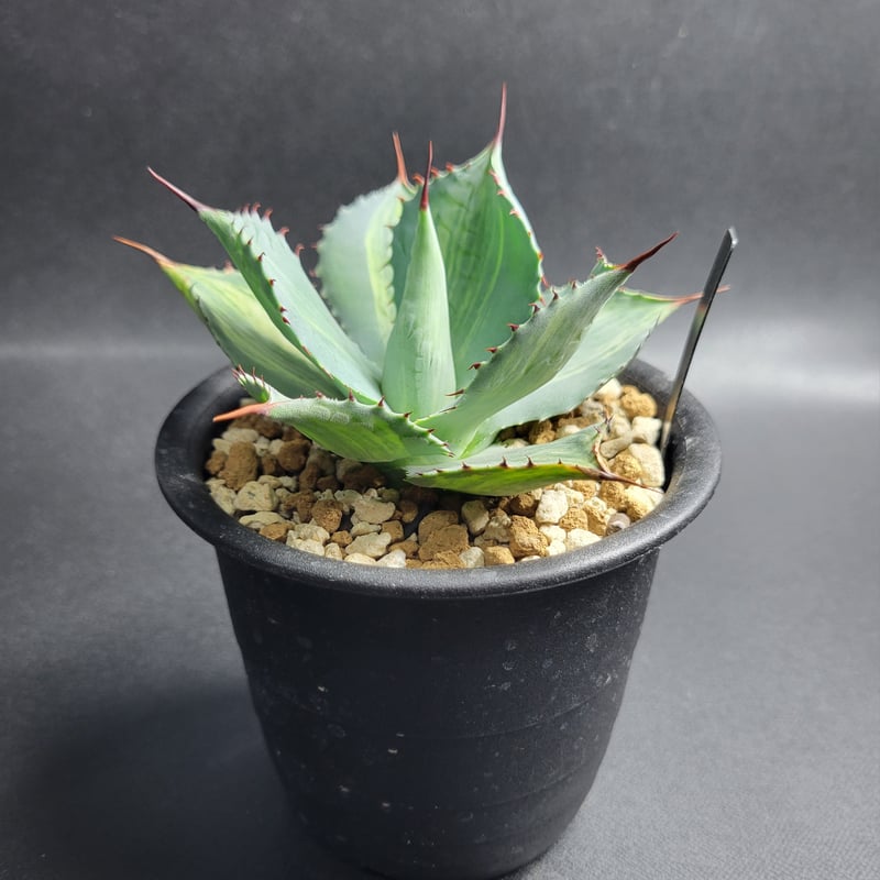 AGAVE POTATORUM 三宅雷神 | カトーエンゲー東京