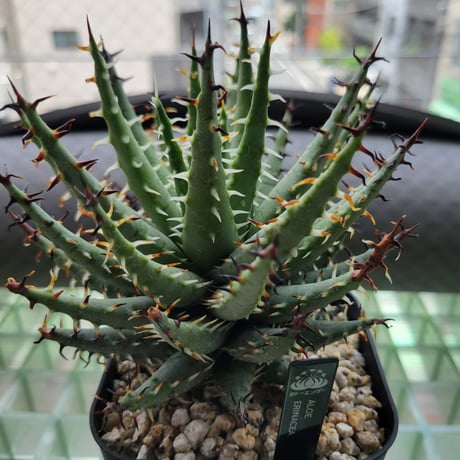 ALOE ERINACEA①