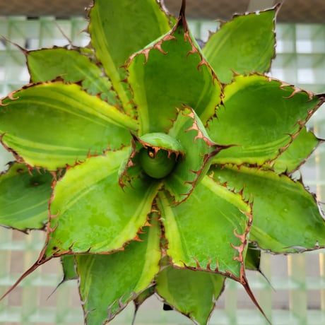 AGAVE BOVICORNUTA DIVINE BOVINE