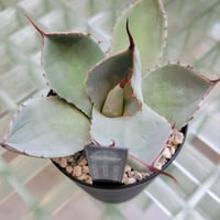 AGAVE PARRYI TRUNCATA HUNTINGTON