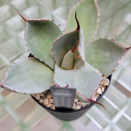 AGAVE PARRYI TRUNCATA HUNTINGTON