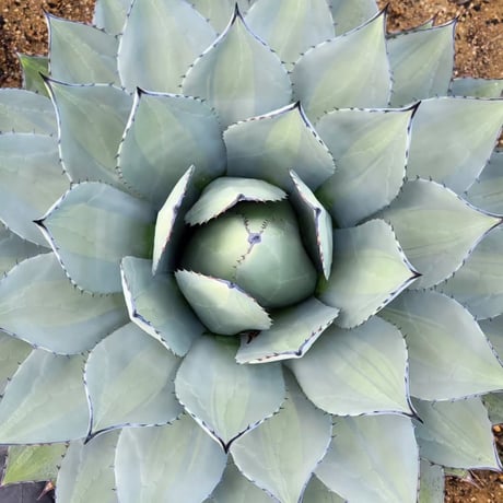 AGAVE PARRYI HUACHUCENSIS EXCELSIOR