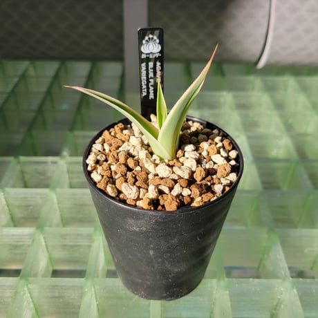 AGAVE BLUE FLAME VARIEGATA