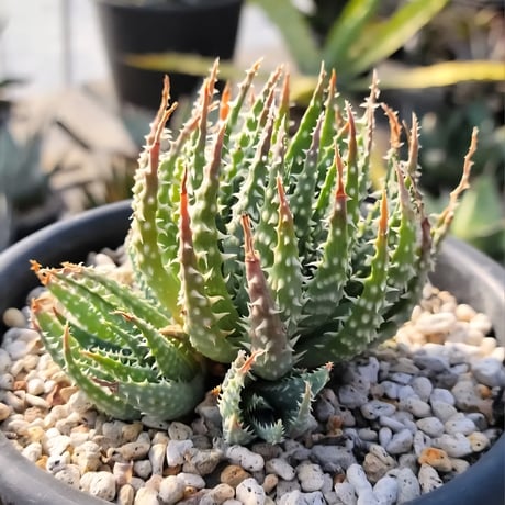 ALOE 白磁盃