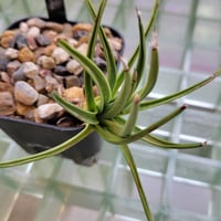 AGAVE ALBOPILOSA