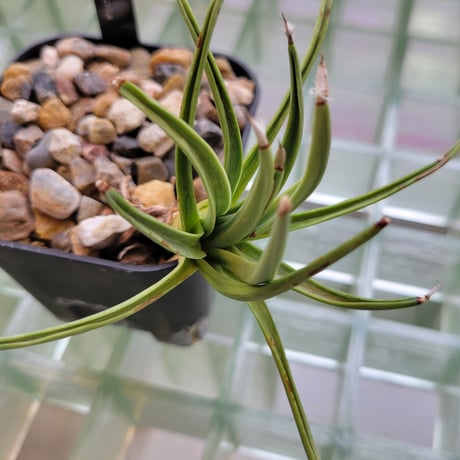 AGAVE ALBOPILOSA