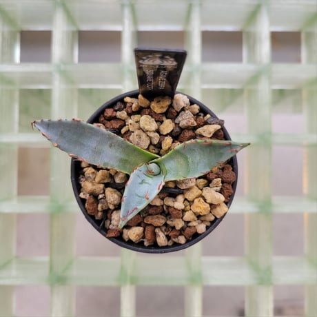 AGAVE ZEBRA SQUARE TOOTH