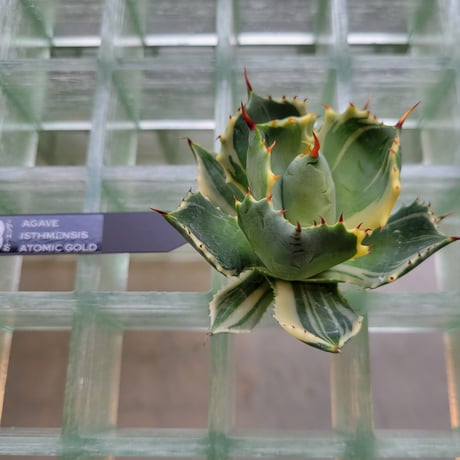 AGAVE ISTHMENSIS ATOMIC GOLD