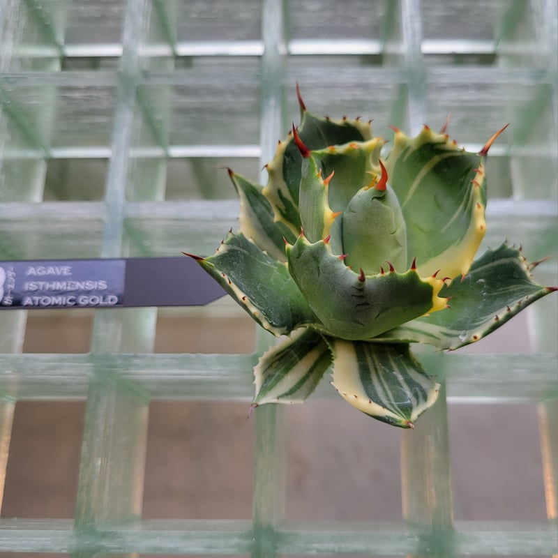 AGAVE ISTHMENSIS ATOMIC GOLD | カトーエンゲー東京
