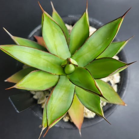 AGAVE BURNT BURGUNDY季節中斑