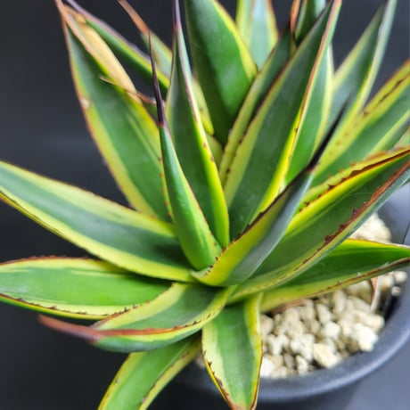 AGAVE SUN GLOW
