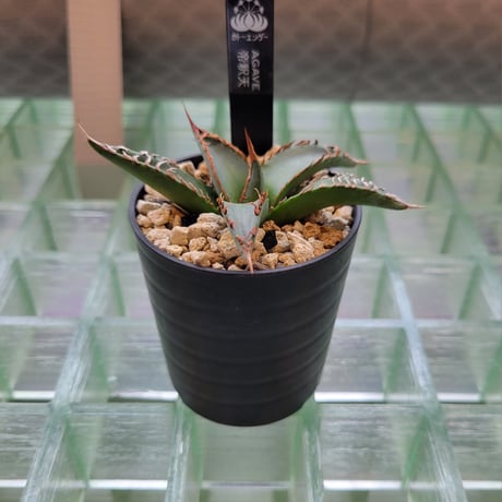 AGAVE 帝釈天