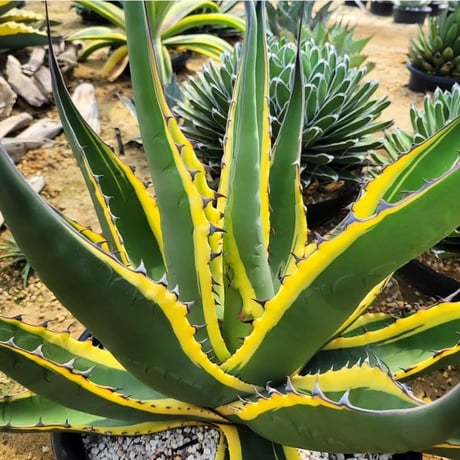AGAVE SCABRA VARIEGATA