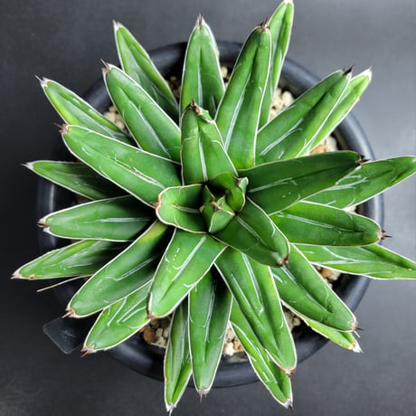 AGAVE 笹の雪 フランスアイボリー