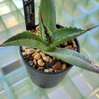 AGAVE 曲刺八荒雷神