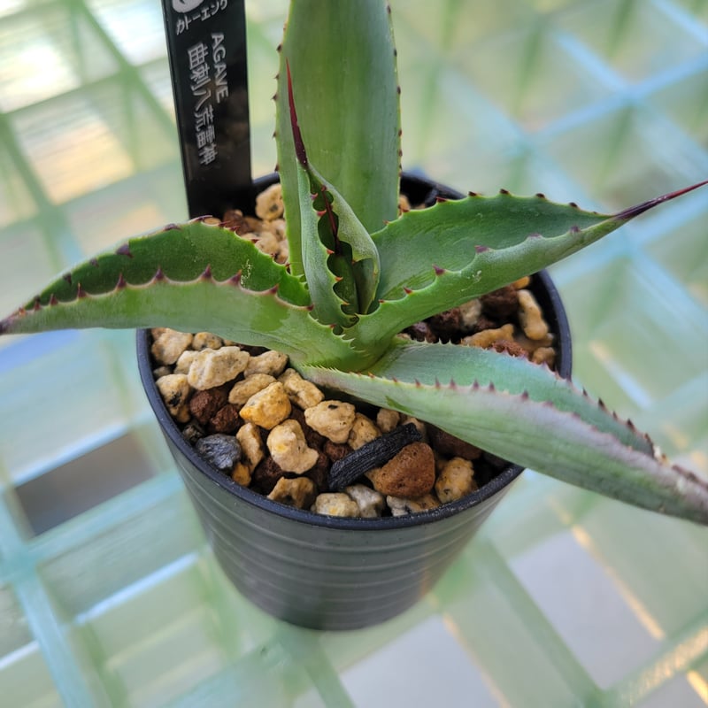 AGAVE 曲刺八荒雷神 | カトーエンゲー東京