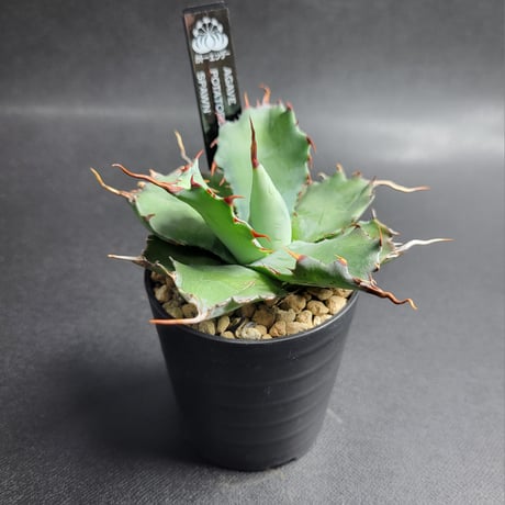 AGAVE POTATORUM SPAWN