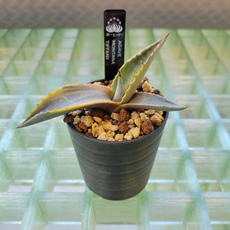 AGAVE MONTANA TIFFANY