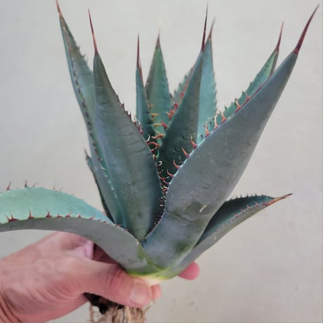 AGAVE SHAWII M