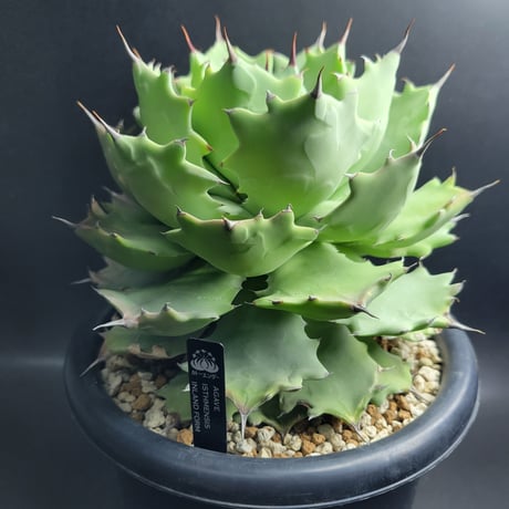 カトーエンゲー東京