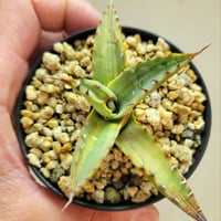 AGAVE NEOMEXICANA VARIEGATA