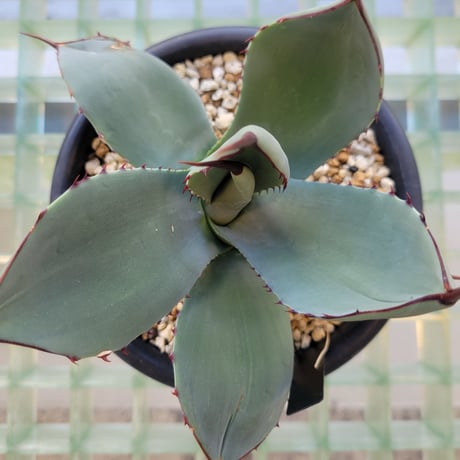 AGAVE PARRYI TRUNCATA 管理「鎮」