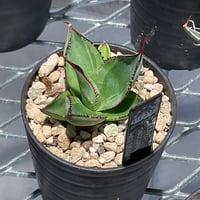 AGAVE OBSCURA RED SKYLINE