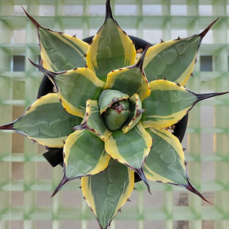 AGAVE APPLANATA CREAM SPIKE
