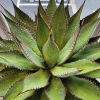 AGAVE SHAWII➁