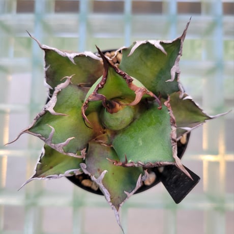 AGAVE FO-076 BIG SPINE