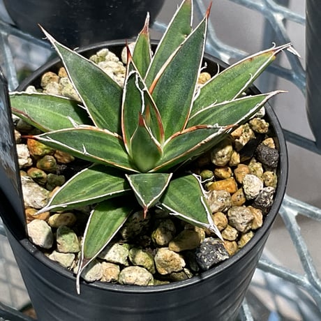 AGAVE SCHIDIGERA SUN DANCE